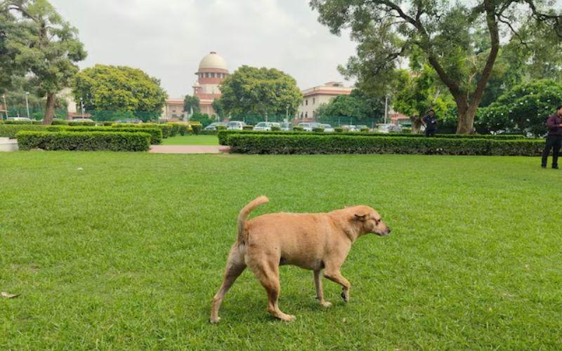 आवारा कुत्तों पर Supreme Court ने इन राज्यों के मुख्य सचिवों को किया तलब