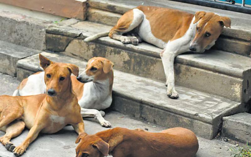 Stray Dogs: सड़कों पर कुत्तों को खाना खिलाना पड़ेगा महंगा, हो सकती है सज़ा