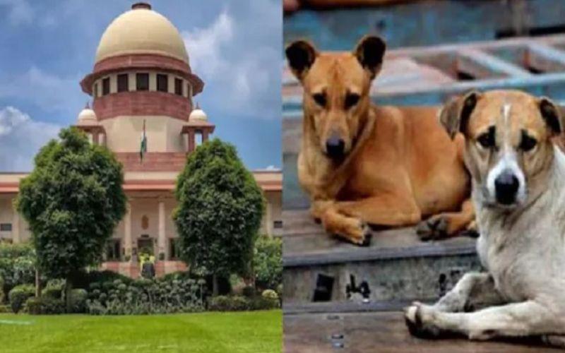 Supreme Court ने आवारा कुत्तों पर 3 हफ्ते के अंदर मांगी रिपोर्ट