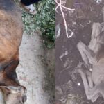 घुटनों पर नकवी, भारत से माफी मांगी, एशिया कप ट्रॉफी पर कहा- जो हुआ सो…
